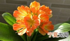 君子兰的花语和寓意的 关于君子兰的花语介绍