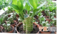 富贵竹土养方法 怎么土养