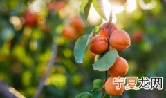 杏树旺长不结果怎么办 杏树旺长不结果应该怎么办