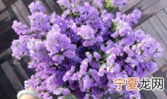 勿忘我的花语和寓意 关于勿忘我的花语
