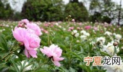 芍药怎么种植 芍药种植方法和时间
