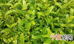 胡椒木的养殖方法和注意事项 胡椒木的正确养殖方法介绍