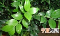 水培七叶莲的养殖方法 水培七叶莲的养殖方法是怎样的