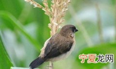 鸟吃玉米苗怎么办 鸟吃玉米苗的解决办法
