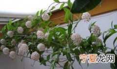 球兰的花架怎么搭 球兰的花架搭建方法