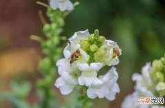 第几个记者节，2020年深圳观澜湖第四届樱花节