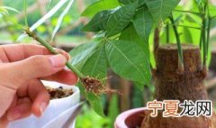 烧根了怎么挽救 烧根了如何挽救