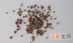 月季花籽能种吗?怎么种 月季花籽要怎样种植