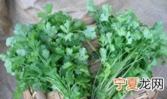 夏天的香菜怎样储存 夏天的香菜储存方法