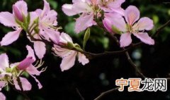 羊蹄甲下山桩好活吗 关于羊蹄甲下山桩好养活吗