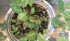月季花叶子被虫子吃了用什么药 月季花叶子被虫子吃了用哪些药