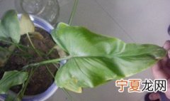 滴水观音叶子发黄下垂怎么办 滴水观音叶子发黄下垂如何处理