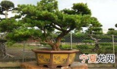 罗汉松叶子干枯怎办 罗汉松叶子干枯的应对方法