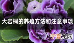 大岩桐的养殖方法 大岩桐的养殖方法和注意事项