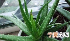 芦荟摆放家里禁忌 芦荟摆放家里禁忌介绍