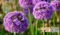 紫风信子花语 紫风信子花语是啥