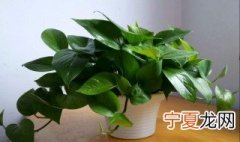 房间绿萝摆放禁忌 千万不能触碰了禁忌