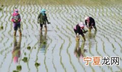 南方插秧一般在几月份 南方插秧的时间
