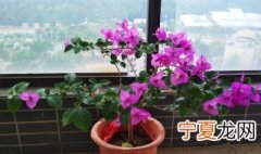 秋天三角梅可以换盆吗 秋天三角梅可不可以换盆