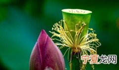 莲蓬寓意和象征 莲蓬寓意介绍