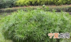 旱伞草怎么繁殖 旱伞草繁殖方法