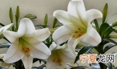 百合花摆放禁忌 百合花摆放禁忌介绍