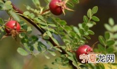 黄刺玫果实能吃吗 黄刺玫果实可不可以吃呢