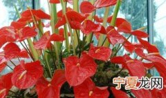 红掌花适合在卧室内养吗 红掌花可不可以放在卧室呢