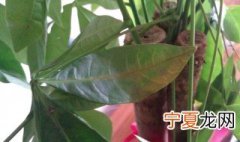 发财树摆放禁忌 发财树摆放的讲究