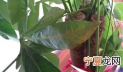 招财树掉叶子怎么补救 招财树掉叶子可以试试这样做