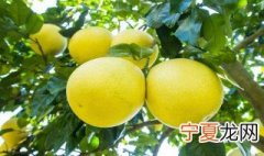 吃柚子会上火吗 吃柚子的作用