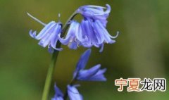 蓝铃花的花语及象征意义 蓝铃花的花语及象征意义是什么