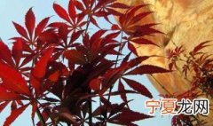 红枫树种植方法 红枫树种植方法简单介绍