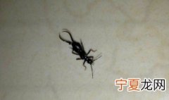 家里有隐翅虫怎么办 家里有隐翅虫如何处理
