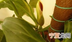 绿宝石养殖方法 绿宝石怎么养殖