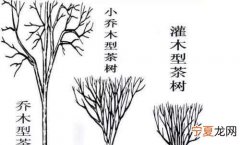 叶茶起源哪个国家，茶树起源于哪里 茶树起源介绍
