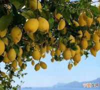 柠檬树掉叶子怎么挽救 柠檬树掉叶子如何挽救