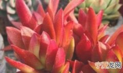 多肉植物火祭怎么养 多肉植物火祭如何养