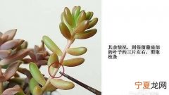 多肉植物扦插要点和温度，多肉植物怎么扦插 多肉植物如何扦插