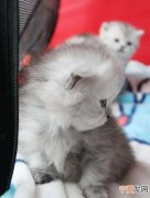半个月的猫多大，十年的猫相当于人多大