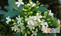 九里香怎么养才能开花 九里香想要开花的养殖方法介绍