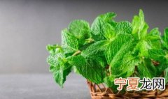 薄荷怎么养盆栽 薄荷盆栽怎么养