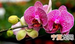 如何养蝴蝶兰 蝴蝶兰养护方法