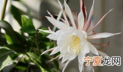 昙花如何养护才开花 如何促进昙花开花