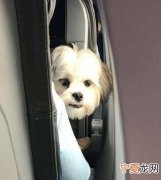 宠物能上飞机 宠物能不能上飞机