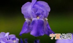 德国鸢尾花的花语 法国鸢尾花的花语