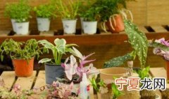 孕妇适合养什么花 适合养的花朵介绍