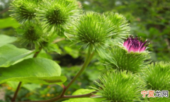 牛蒡是什么植物，牛耳大王是什么植物