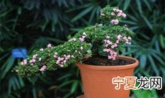 适合冬天养的植物 适合冬天养的九种植物