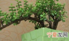 金枝玉叶适合放哪里 金枝玉叶放哪里好